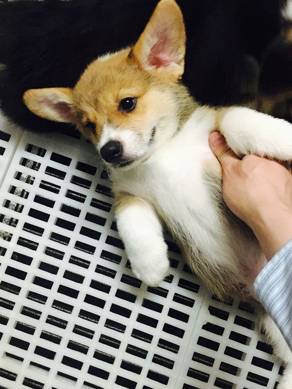 点点，公，大几率奶油貂色