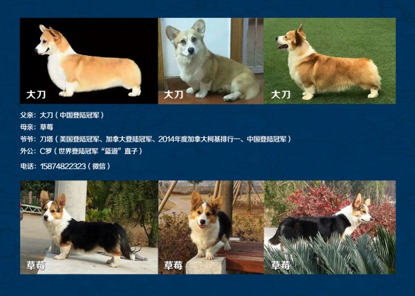 大刀与草莓.jpg