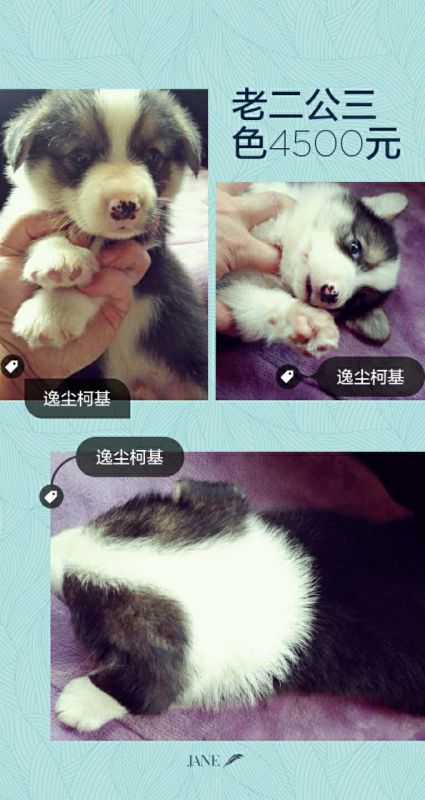 熊二.JPG