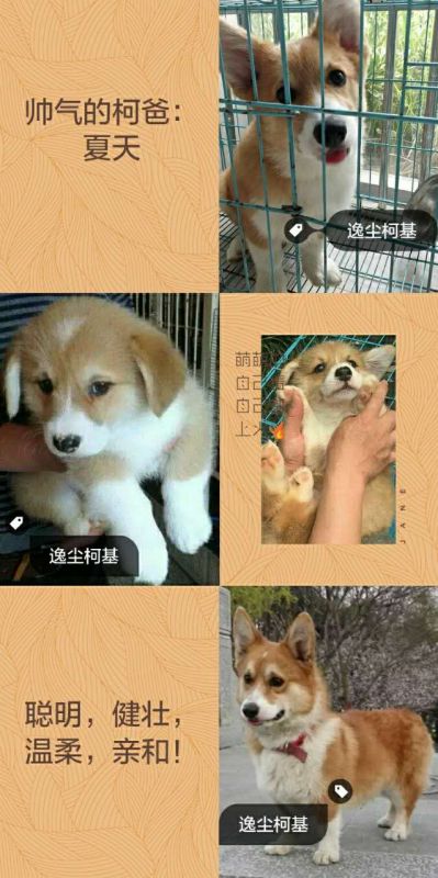 柯爸夏天.JPG