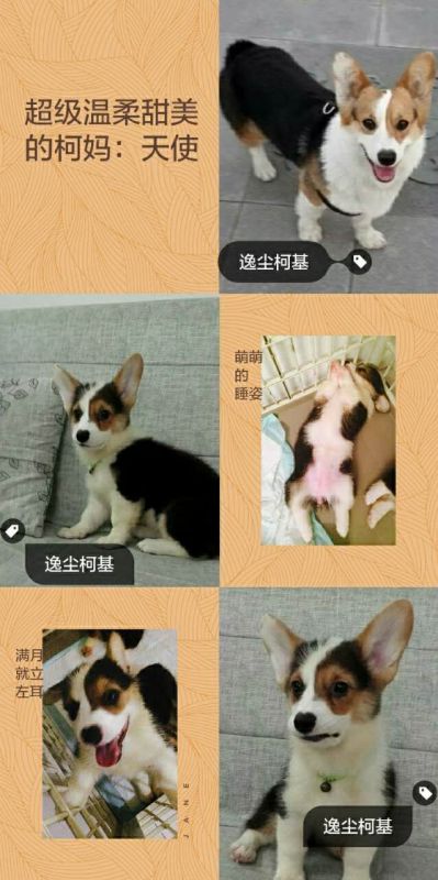 柯妈天使.jpg